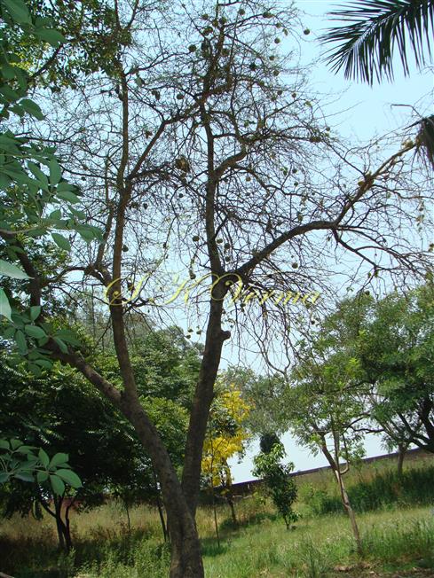  Plant
